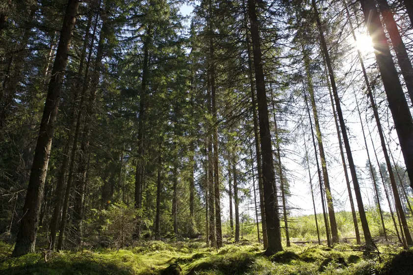 Metsästysoikeudet Metsästysoikeudet