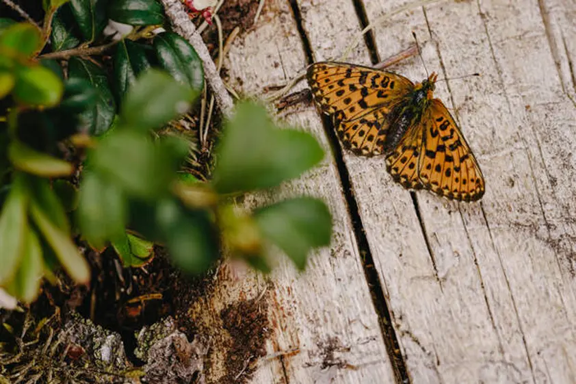 Yhteismetsien monimuotoisuusmittarit