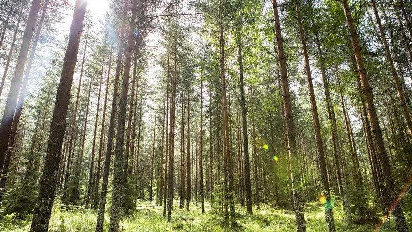 Seloste sijoitustuoton laskentamenetelmästä Seloste sijoitustuoton laskentamenetelmästä